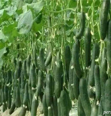 سرمای هوا قیمت برخی صیفی‌جات را افزایش داد