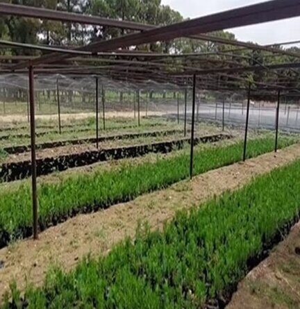 طرح مردمی کاشت یک میلیارد درخت / سهم زراعت چوب ۵۰ درصد افزایش می‌یابد