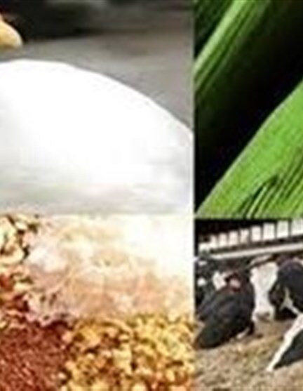 ایجاد ۶۵ زنجیره تولید در صنعت دامپروری کشور
