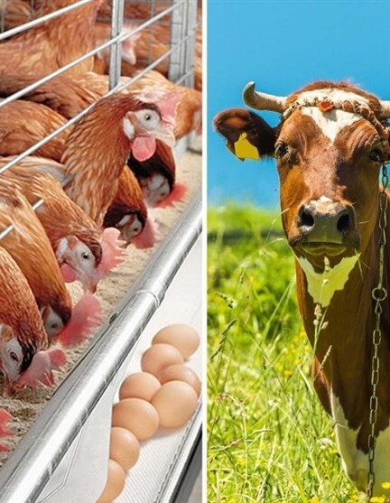 تعطیلی ۷۰ درصد کارخانه‌های خوراک دام