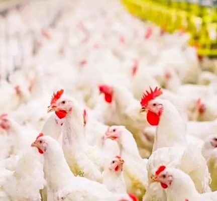 شیوع آنفلوانزا فوق‌حاد پرندگان در عراق و ترکیه، ایران را تهدید می‌کند؟