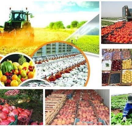 غلات کمترین تورم سالانه را در بهمن ماه تجربه کرد