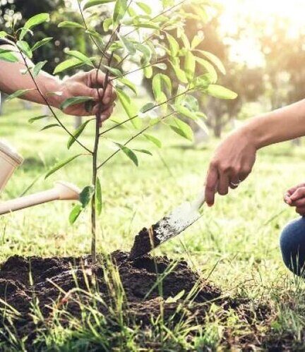 کاشت ۱۰ میلیون اصله نهال در هفته منابع طبیعی