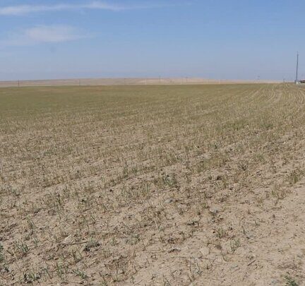 باران کم‌رمق، سرما بی‌موقع؛ کشاورزی آذربایجان‌شرقی در چنبره سالی سخت
