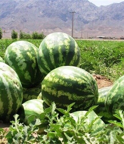 میانگین غلظت نیترات در هندوانه‌های کشور کمتر از ۱۰ میلی‌گرم بر کیلوگرم