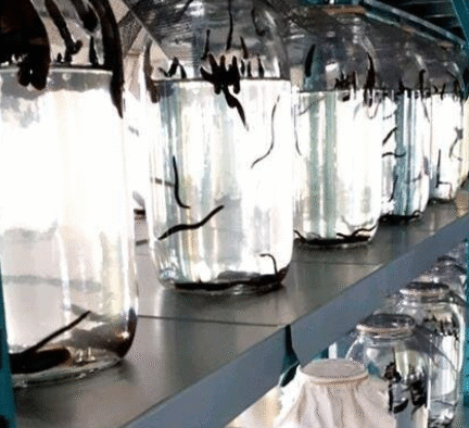 سایت تولید زالوی طبی؛ گامی بلند در جهت توانمندسازی زنان عشایری