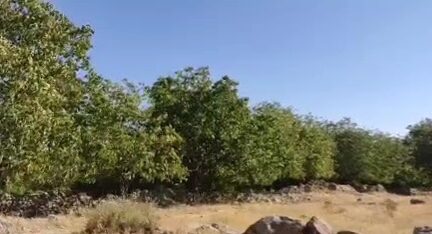 فیلم گردوچینی در روستاهای شیروان