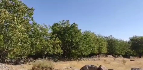فیلم گردوچینی در روستاهای شیروان