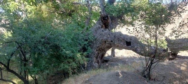 درخت گردو کهنسال روستای زرقان جغتای در فهرست میراث طبیعی ملی ثبت شد